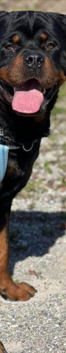 CHICCO – Rottweiler, Männchen, 2 Jahre 7 Monate, 81829 München – Foto 1