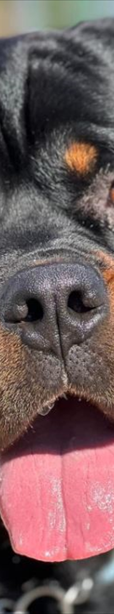 CHICCO – Rottweiler, Männchen, 2 Jahre 7 Monate, 81829 München – Foto 4