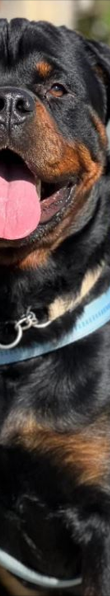CHICCO – Rottweiler, Männchen, 2 Jahre 7 Monate, 81829 München – Foto 5