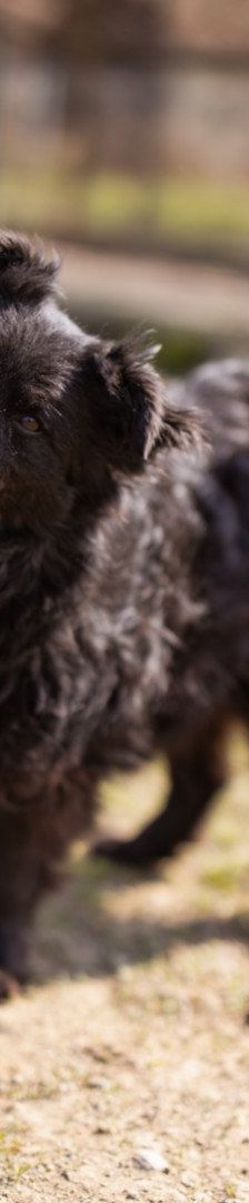 Lola – Kroatischer Schäferhund-Mix, Weibchen, 4 Jahre 7 Monate, Nordic Strays e.V. – Foto 2