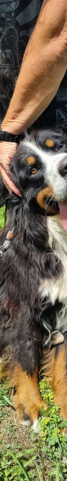 Lola – Kroatischer Schäferhund-Mix, Weibchen, 4 Jahre 7 Monate, Nordic Strays e.V. – Foto 11
