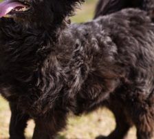 Lola – Kroatischer Schäferhund-Mix, Weibchen, 4 Jahre 7 Monate, Nordic Strays e.V. – Foto 3