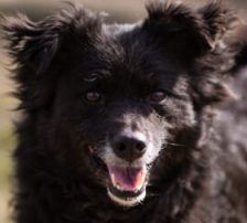 Lola – Kroatischer Schäferhund-Mix, Weibchen, 4 Jahre 7 Monate, Nordic Strays e.V. – Foto 4