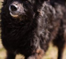Lola – Kroatischer Schäferhund-Mix, Weibchen, 4 Jahre 7 Monate, Nordic Strays e.V. – Foto 6