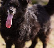 Lola – Kroatischer Schäferhund-Mix, Weibchen, 4 Jahre 7 Monate, Nordic Strays e.V. – Foto 7