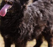 Lola – Kroatischer Schäferhund-Mix, Weibchen, 4 Jahre 7 Monate, Nordic Strays e.V. – Foto 8