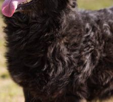 Lola – Kroatischer Schäferhund-Mix, Weibchen, 4 Jahre 7 Monate, Nordic Strays e.V. – Foto 9