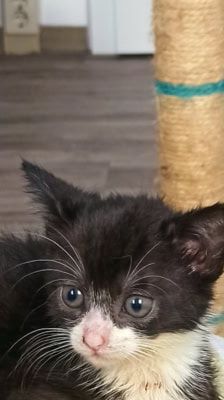 Mila – Katze, Weibchen, 2 Monate, 39576 Stendal – Foto 1