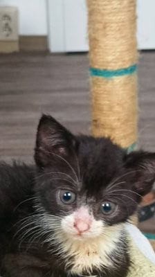 Mila – Katze, Weibchen, 2 Monate, 39576 Stendal – Foto 2