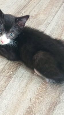 Mila – Katze, Weibchen, 2 Monate, 39576 Stendal – Foto 3
