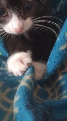 Mila – Katze, Weibchen, 2 Monate, 39576 Stendal – Foto 4