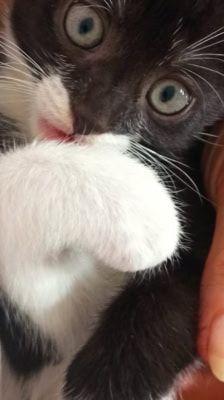Mila – Katze, Weibchen, 2 Monate, 39576 Stendal – Foto 5