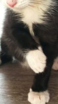 Mila – Katze, Weibchen, 2 Monate, 39576 Stendal – Foto 6
