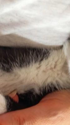 Mila – Katze, Weibchen, 2 Monate, 39576 Stendal – Foto 7