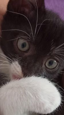 Mila – Katze, Weibchen, 2 Monate, 39576 Stendal – Foto 8