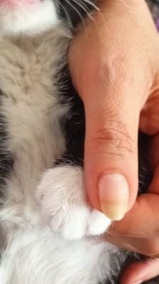 Mila – Katze, Weibchen, 2 Monate, 39576 Stendal – Foto 9