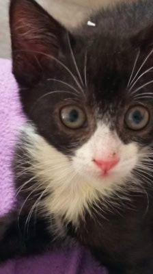 Mila – Katze, Weibchen, 2 Monate, 39576 Stendal – Foto 10