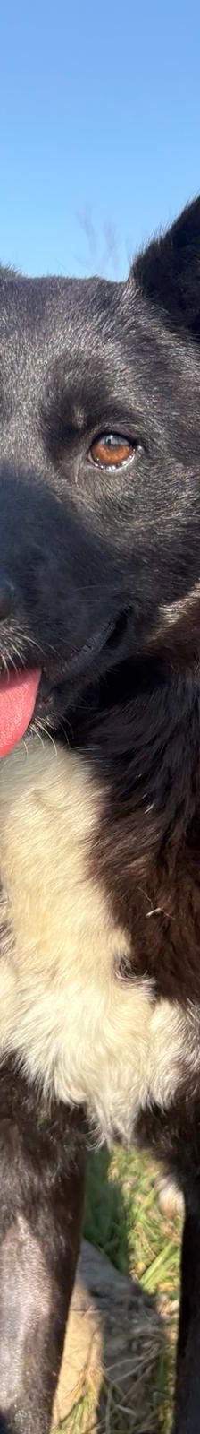 Molli – Mischling, Weibchen, 8 Monate, Nordic Strays e.V. – Foto 4