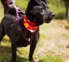 Molli – Mischling, Weibchen, 8 Monate, Nordic Strays e.V. – Foto 6