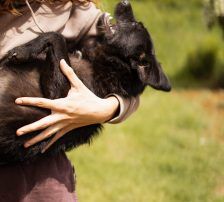Molli – Mischling, Weibchen, 8 Monate, Nordic Strays e.V. – Foto 7