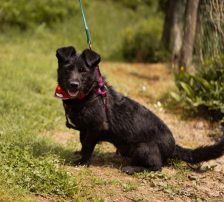 Molli – Mischling, Weibchen, 8 Monate, Nordic Strays e.V. – Foto 8