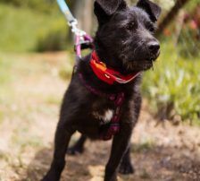 Molli – Mischling, Weibchen, 8 Monate, Nordic Strays e.V. – Foto 9