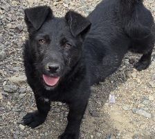 Molli – Mischling, Weibchen, 8 Monate, Nordic Strays e.V. – Foto 10