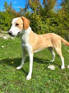 Kroki – Mischling, Männchen, 2 Jahre, Nordic Strays e.V. – Foto 2