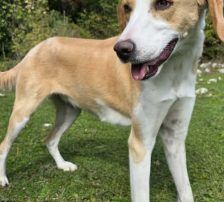 Kroki – Mischling, Männchen, 2 Jahre, Nordic Strays e.V. – Foto 3