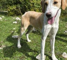 Kroki – Mischling, Männchen, 2 Jahre, Nordic Strays e.V. – Foto 4