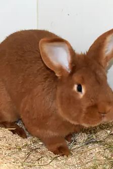 Felix – Roter Neuseeländer, Männchen, 9 Monate, 90537 Feucht – Foto 1