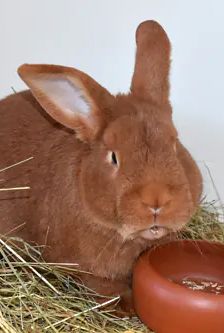 Felix – Roter Neuseeländer, Männchen, 9 Monate, 90537 Feucht – Foto 2