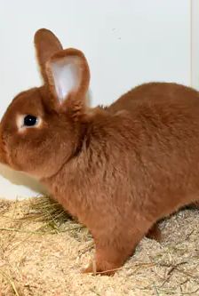 Felix – Roter Neuseeländer, Männchen, 9 Monate, 90537 Feucht – Foto 3