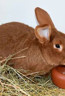 Felix – Roter Neuseeländer, Männchen, 9 Monate, 90537 Feucht – Foto 4