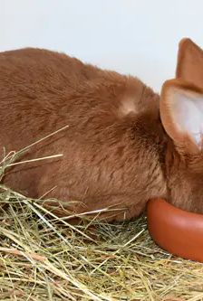 Felix – Roter Neuseeländer, Männchen, 9 Monate, 90537 Feucht – Foto 5