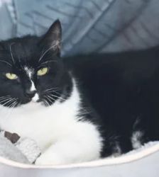 Amadeus – EKH, Männchen, 7 Jahre, 13057 Berlin – Foto 2