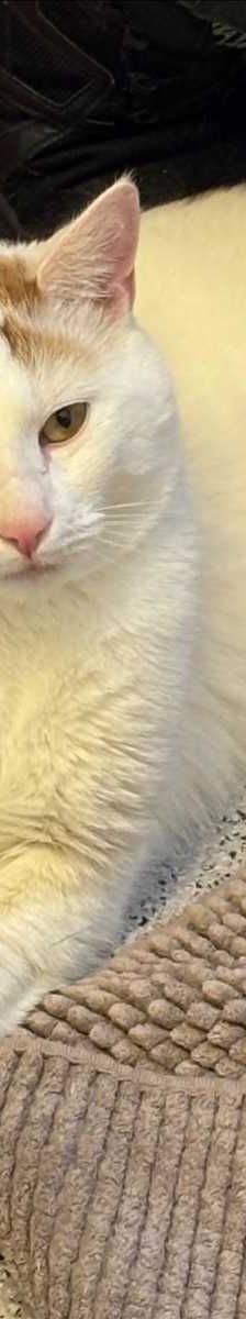 Hubsi – European Shorthair, Männchen, 6 Jahre, 81829 München – Foto 1