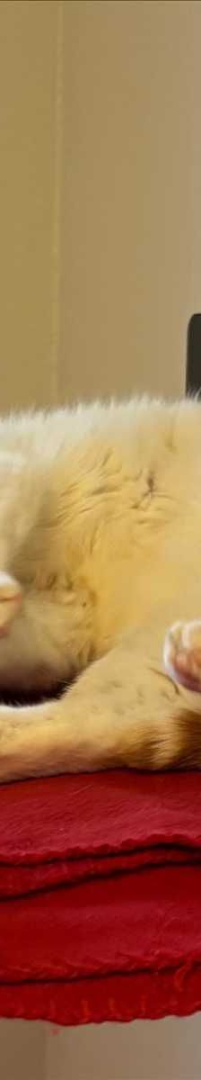 Hubsi – European Shorthair, Männchen, 6 Jahre, 81829 München – Foto 2