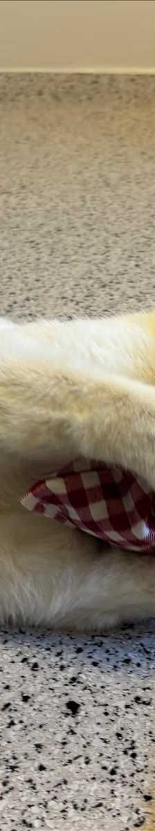Hubsi – European Shorthair, Männchen, 6 Jahre, 81829 München – Foto 3