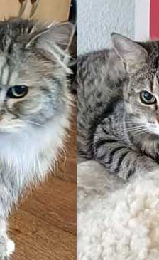 Willy + Leila – Katze, Unbekannt, Alter unbekannt, 82031 Grünwald – Foto 1