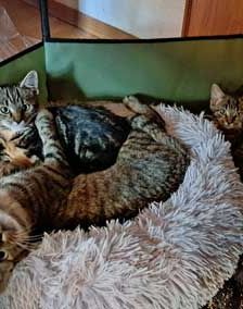 Willy + Leila – Katze, Unbekannt, Alter unbekannt, 82031 Grünwald – Foto 2