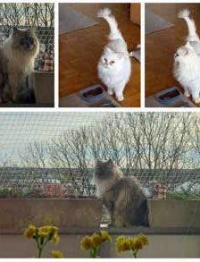 Willy + Leila – Katze, Unbekannt, Alter unbekannt, 82031 Grünwald – Foto 4