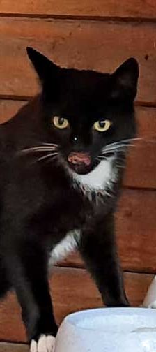 Willy + Leila – Katze, Unbekannt, Alter unbekannt, 82031 Grünwald – Foto 5