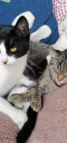 Willy + Leila – Katze, Unbekannt, Alter unbekannt, 82031 Grünwald – Foto 7