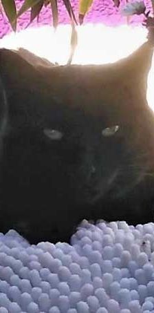 Willy + Leila – Katze, Unbekannt, Alter unbekannt, 82031 Grünwald – Foto 8