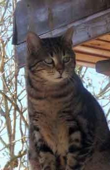 Willy + Leila – Katze, Unbekannt, Alter unbekannt, 82031 Grünwald – Foto 9