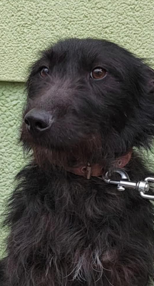 Nero – Mischling, Weibchen, 8 Monate, Nordic Strays e.V. – Foto 1