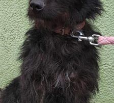 Nero – Mischling, Weibchen, 8 Monate, Nordic Strays e.V. – Foto 2
