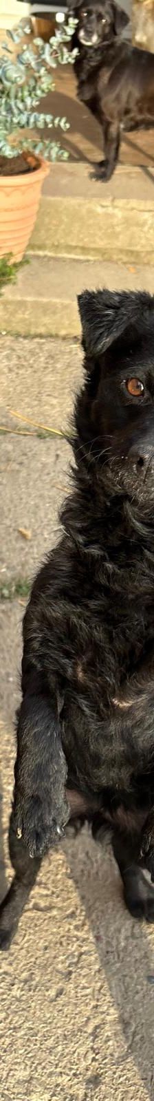 Visnja – Mischling, Weibchen, 6 Jahre, Nordic Strays e.V. – Foto 2