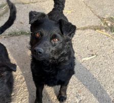 Visnja – Mischling, Weibchen, 6 Jahre, Nordic Strays e.V. – Foto 3
